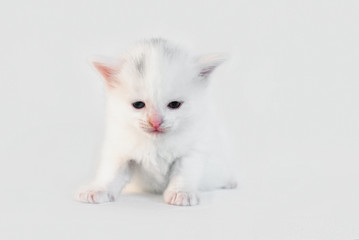 White kitten sitting on a white background