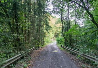 Obraz premium wald natur strasse