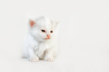 Fototapeta na wymiar White cat with pink spout