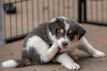 border collie puppy dog living in beligium