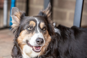 border collie puppy dog living in beligium