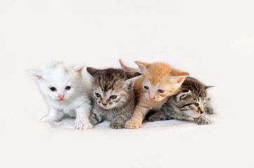 Four kittens on a white background