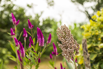 Flores