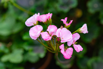 Decorative flowers of pink color