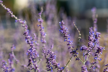 Perennial sage flowers