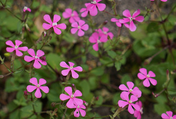 Small pink flowers