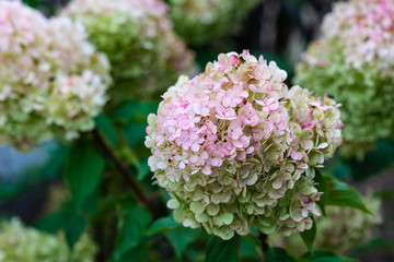 Obraz premium Hydrangea flower