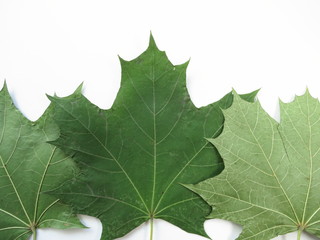 Maple green leaves on white background. Background for signing words.