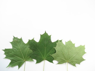 Maple green leaves on white background. Background for signing words.