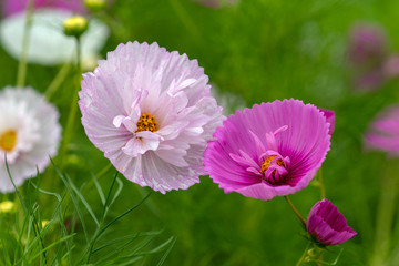 Obraz premium Różowe kwiaty Cosmea