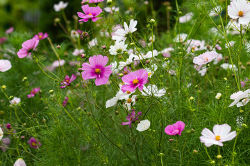 Pink and white Cosmea flowers