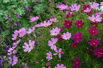 Pink and purple Cosmea flowers