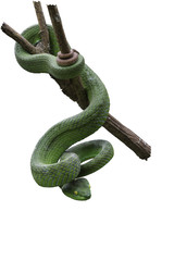Obraz premium Large-eyed Green Pitviper or Green pit vipers or Asian pit vipers, green snake on branch with white background in Thailand and clipping path.