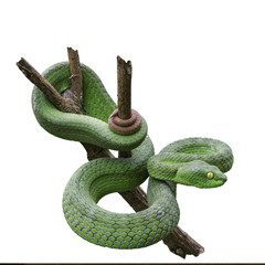 Large-eyed Green Pitviper or Green pit vipers or Asian pit vipers, green snake on branch with white background in Thailand and clipping path.