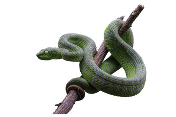 Large-eyed Green Pitviper or Green pit vipers or Asian pit vipers, green snake on branch with white background in Thailand and clipping path.
