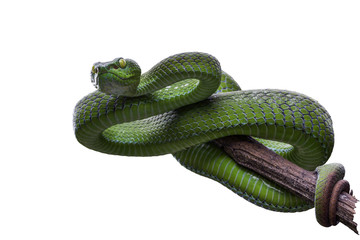 Obraz premium Large-eyed Green Pitviper or Green pit vipers or Asian pit vipers, green snake on branch with white background in Thailand and clipping path.