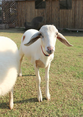 sheep or lamb in the field