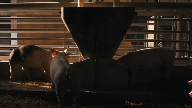 Organic pigs eating grain grist on the farm