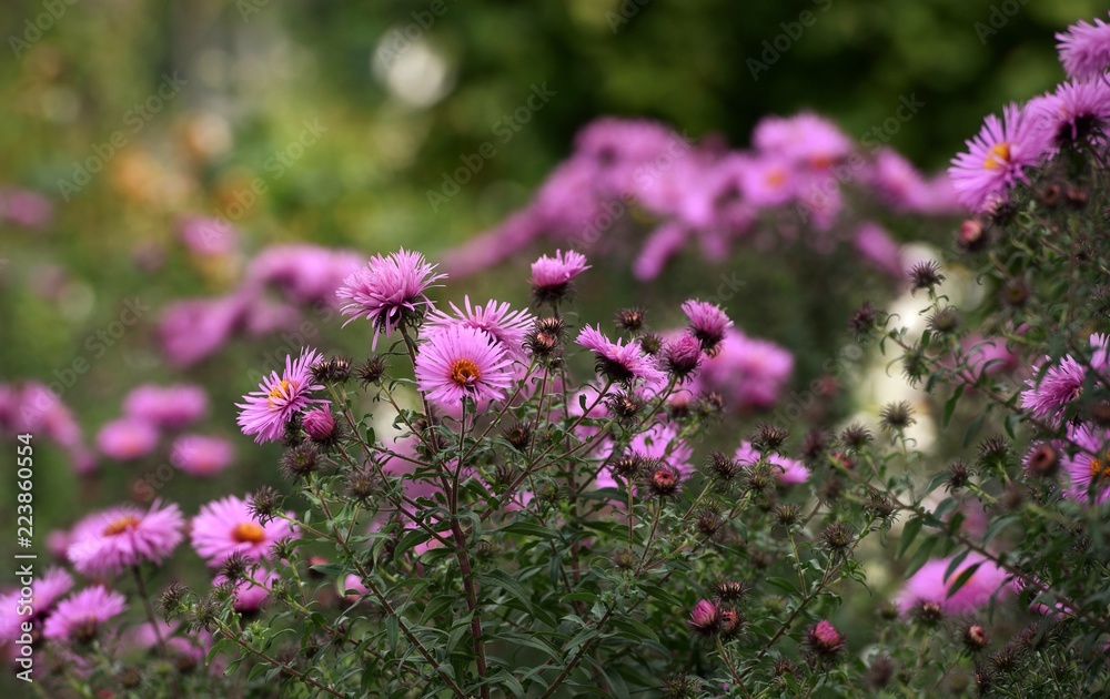 1000_F_223860554_BH6iHHyqtCxFt0ID5ospGBeXKkG5IzEJ.jpg
