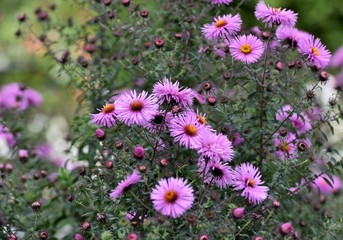 Fototapeta premium fleurs