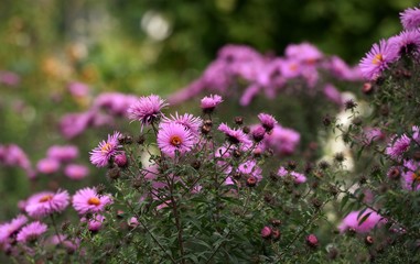 Fototapeta premium fleurs