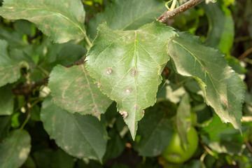 Disease of leaves and branches of apple trees close-up of damage to rot and parasites. The concept...