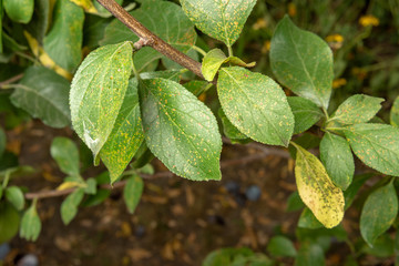 Disease of leaves and branches of apple trees close-up of damage to rot and parasites. The concept of protecting the garden
