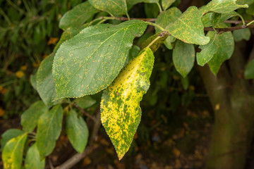 Parasitic defeat of the apple bush and flowers close-up. The concept of protecting an apple garden from pests