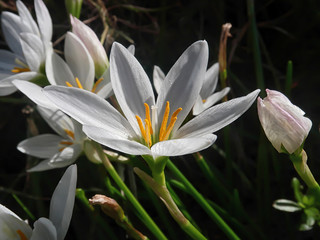 White Zephyranthes; Liliaceae