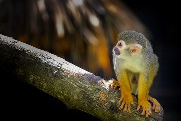 Squirrel Monkey on branch of tree  animals in wilderness