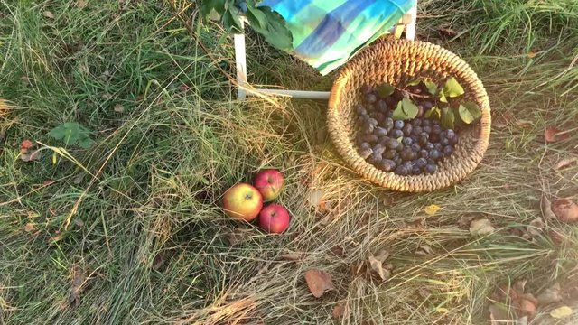 Auf einer Wiese mit Obstb&auml;umen steht ein Holzstuhl. Auf dem Stuhl sind reife Zwetschgen und rote Aepfel. Es ist ein Spaetsommertag an dem die Fruechte geerntet werden.