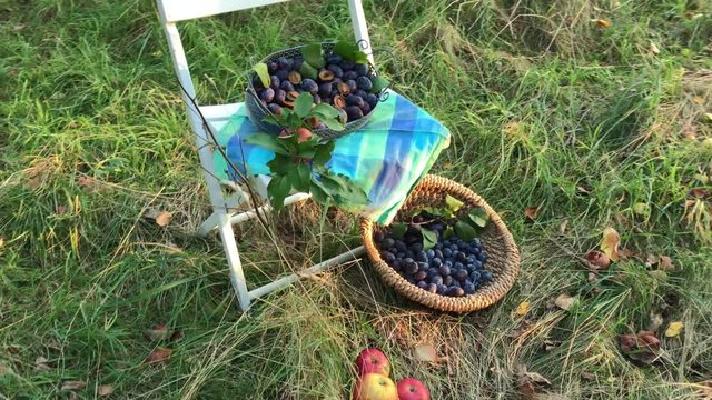 Auf einer Wiese mit Obstb&auml;umen steht ein Holzstuhl. Auf dem Stuhl sind reife Zwetschgen und rote &Auml;pfel. Es ist ein Sp&auml;tsommertag an dem die Fr&uuml;chte geerntet werden.