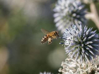 Honey bee and ball thistle