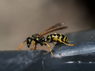 Wasp at water