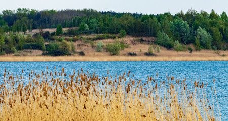 reeds on the Tarnobrzeg lake