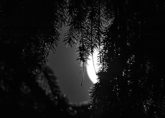 moon behind the curtain of a coniferous tree