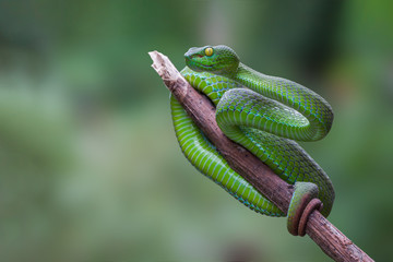 Large-eyed Green Pitviper or Trimeresurus [Cryptelytrops] macrops Krammer or Green pit vipers or Asian pit vipers, green snake on branch with green background in Thailand.