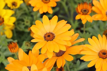 黄色い花　キンセンカ　春