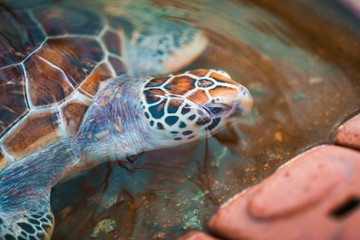 sea turtle