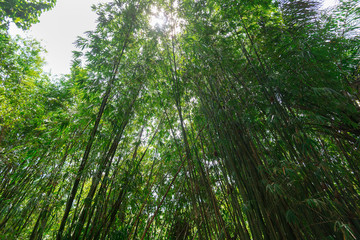 Obraz premium thick bamboo grove