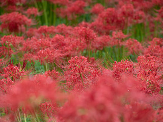 彼岸花　権現堂にて