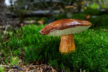 Imleria badia. Fungus in the natural environment.