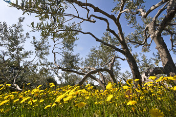 Olive tree in field with yellow dandelion flowers, on island Brac in Croatia