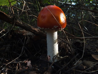 grzyb,muchomor,las,jesień,trujący,okaz,młody,kolor,urok © Piotr