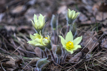 Сон-трава Прострел Подснежник