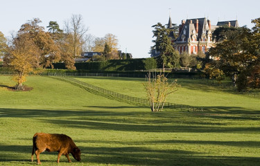 cattle grazing in field