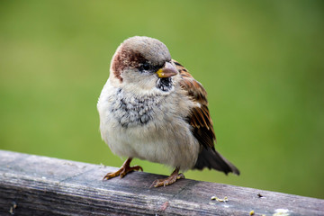 sparrow
