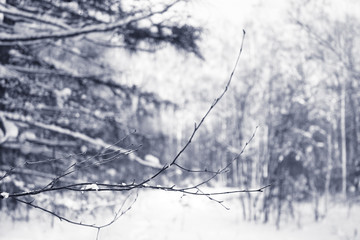 winter forest