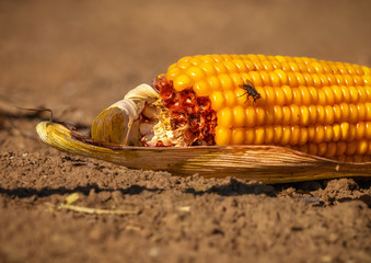 Fly on a golden corn cob © rhoenes