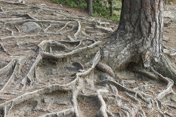 A powerful relief root system of spruce on a mountain slope